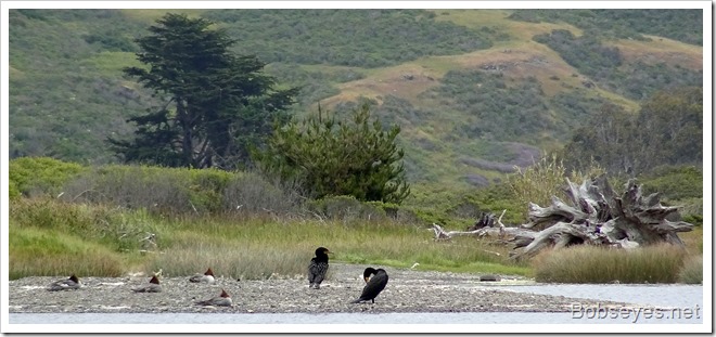 mergansers