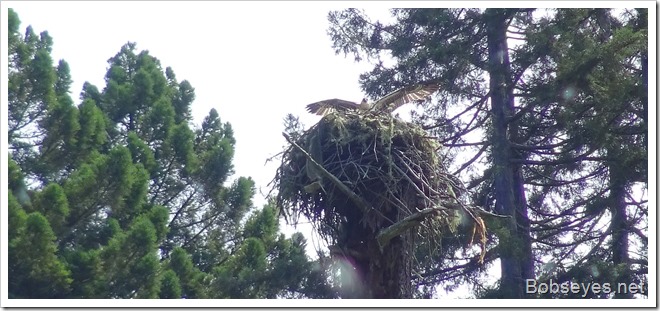 osprey