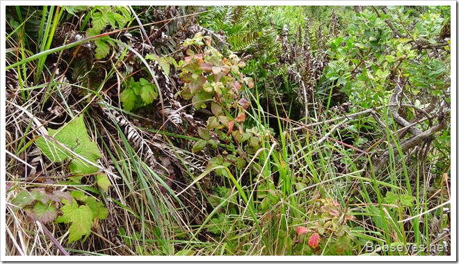 poisonoak