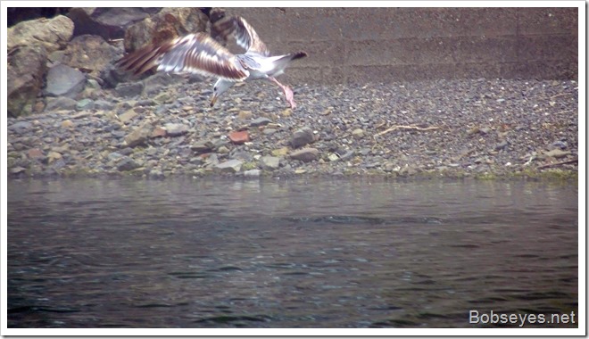 seagulljump