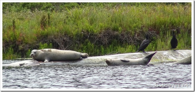 seals