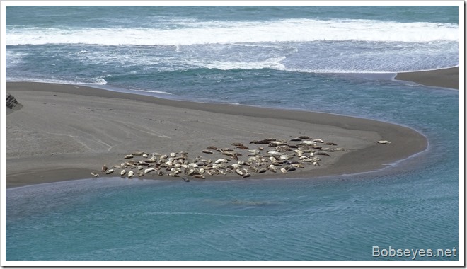 seals