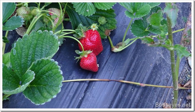 strawberries