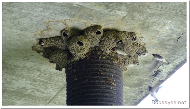swallownests