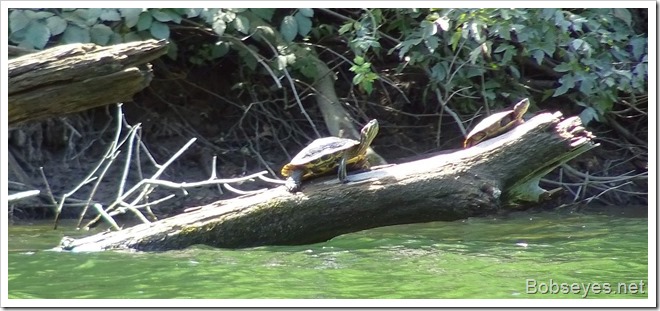 turtles