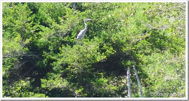 bheron