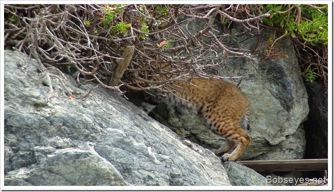 bobcat