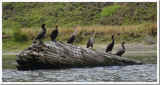 cormorants