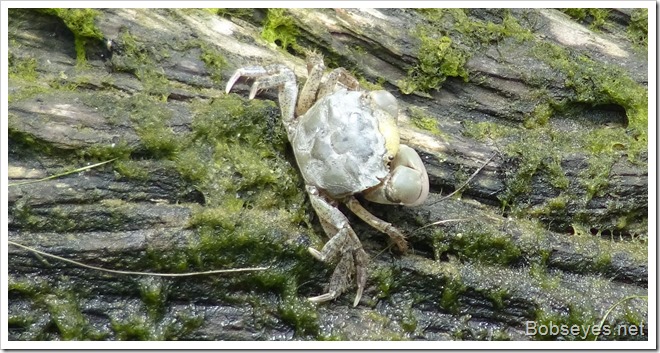 crab