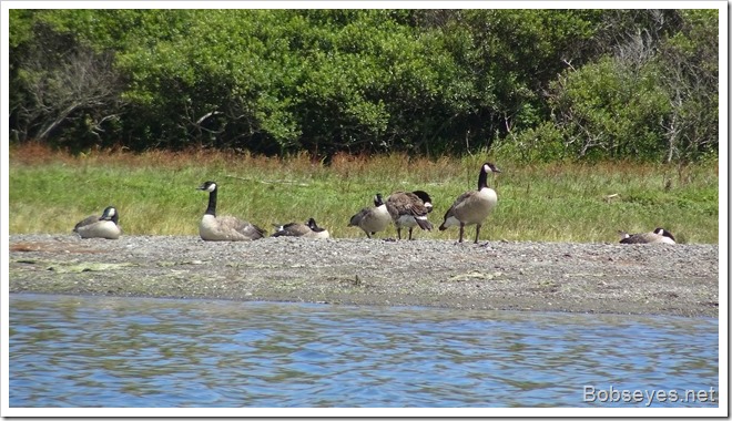 geese