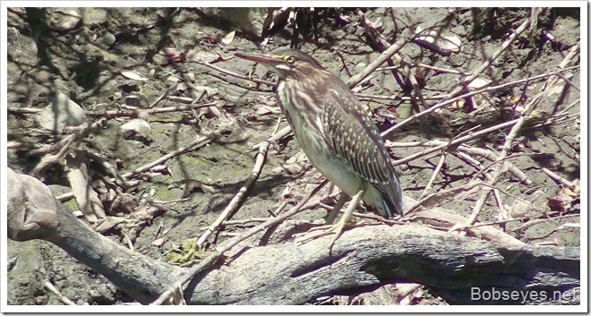 greenheron