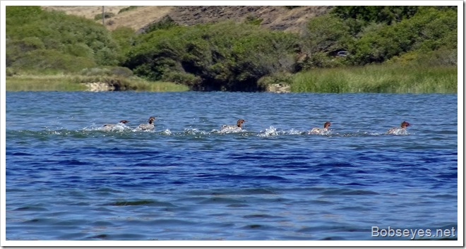 mergansers