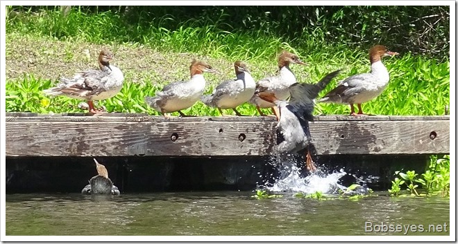 mergansers