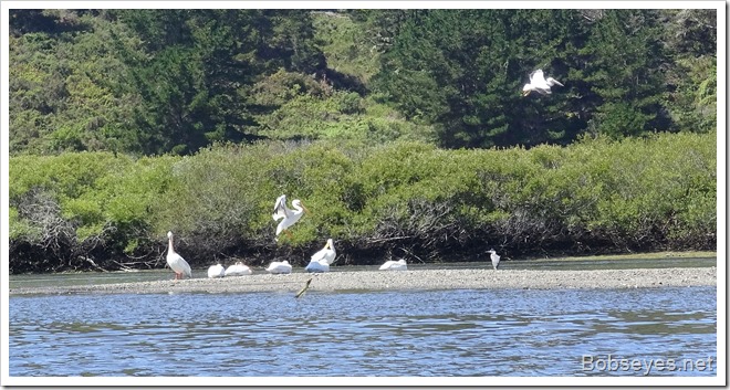 pelicans