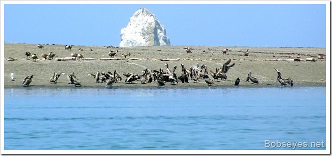 pelicans