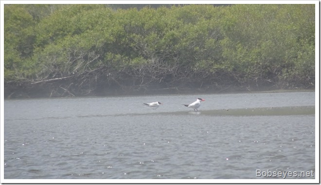 terns