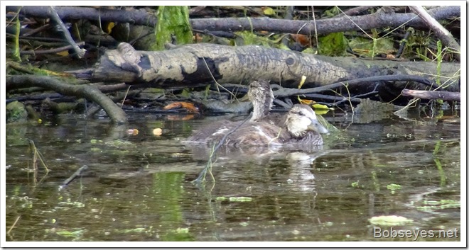 babyducks