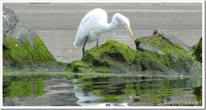 egret3