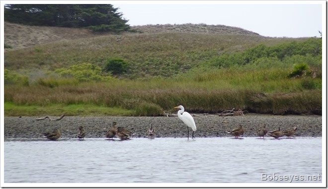 egret