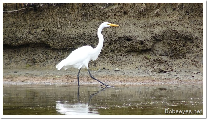 egret