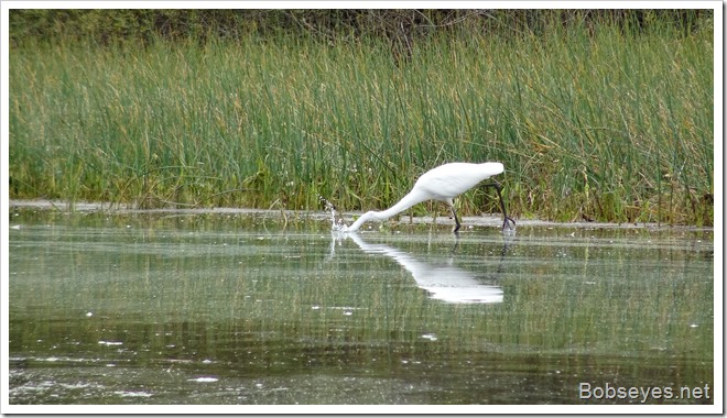 egret