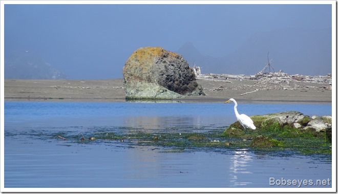 egret