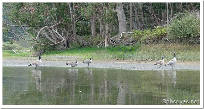 geese