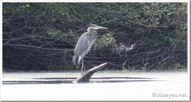 heron