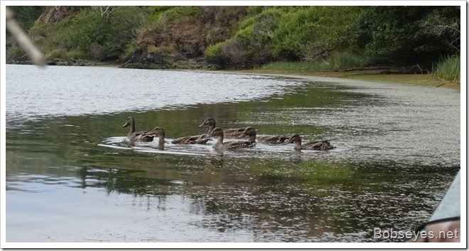 mallards