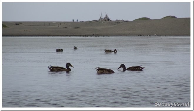 mallards