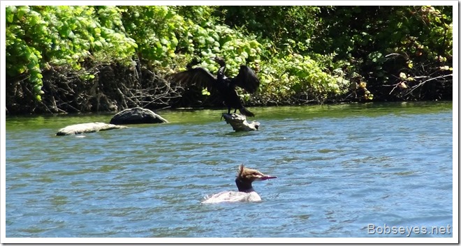 merganser