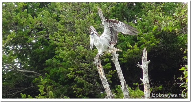 osprey