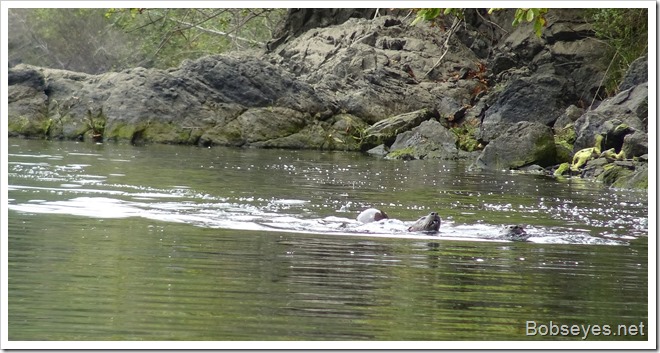 otters