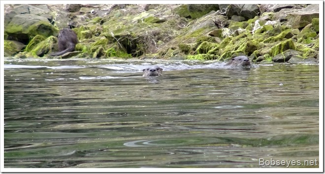 otters