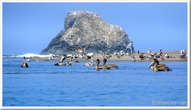 pelicans