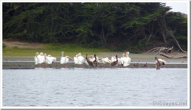 pelicans