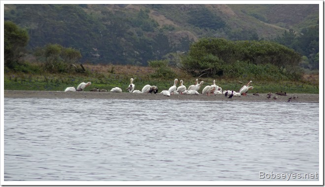 pelicans