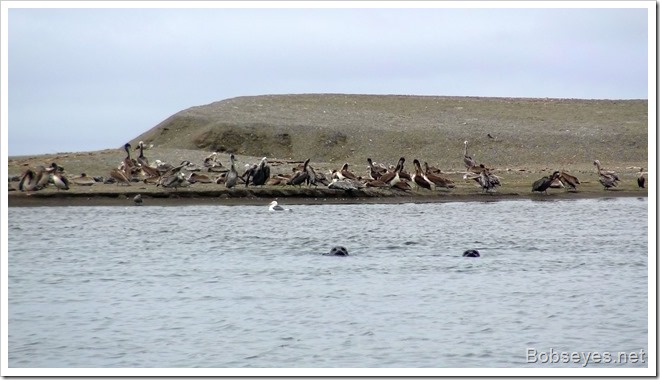 seals2