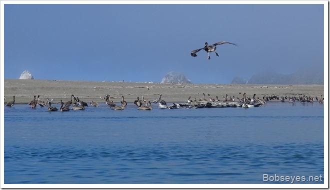 seals