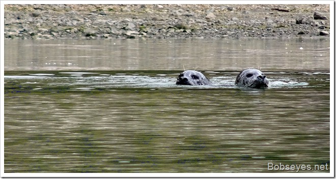 seals