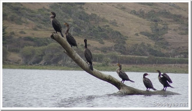 cormorants