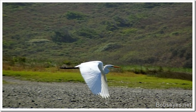 egret