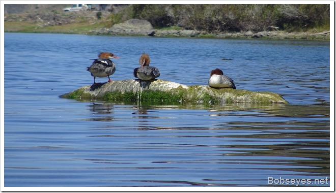 gansers