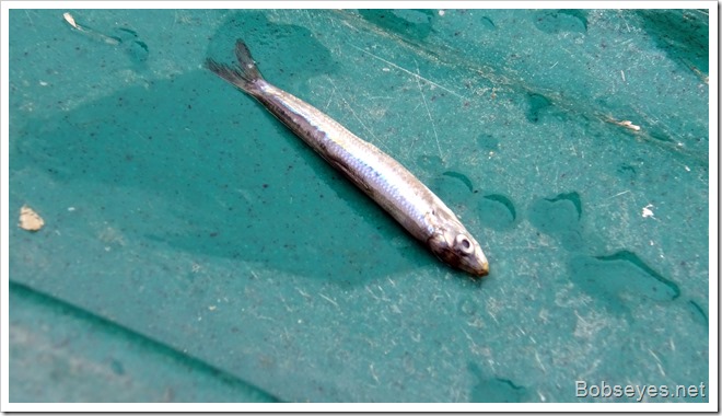 sardine