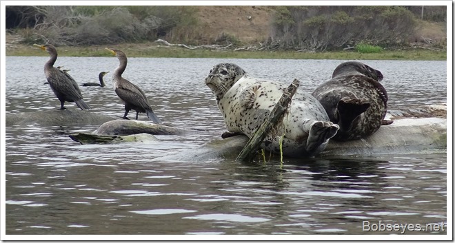 seals