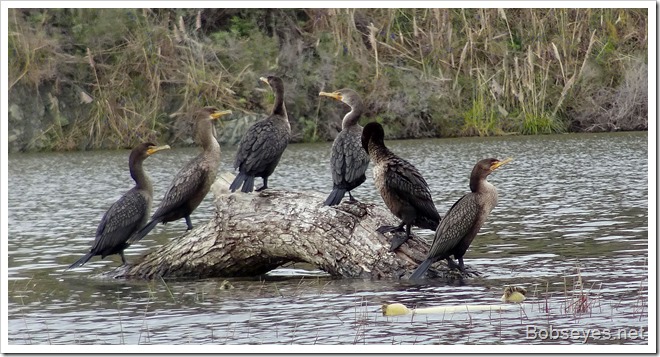 cormorants