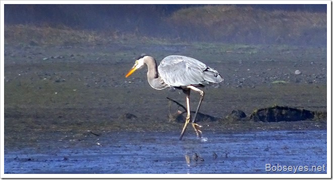 heron