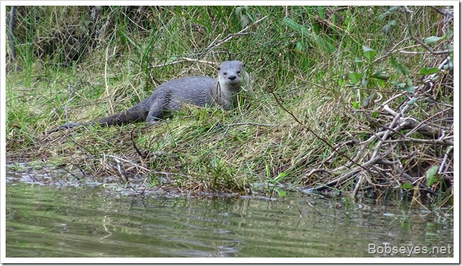 otter