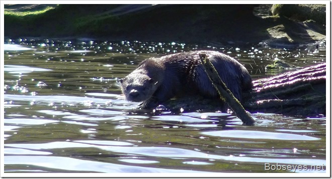 otter