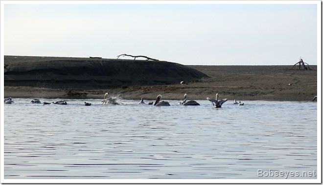 bathing